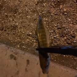 極寒アジング〜