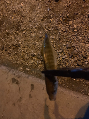 極寒アジング〜