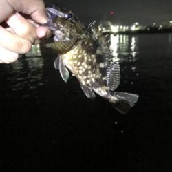 のんびりフィッシング