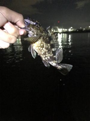 のんびりフィッシング