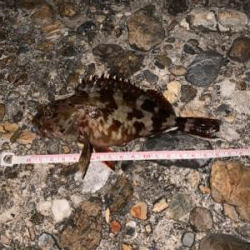 シーズン初ライトゲーム