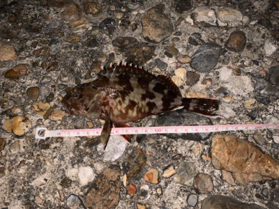 シーズン初ライトゲーム