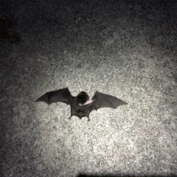 稚美魚はオールラウンダー！？