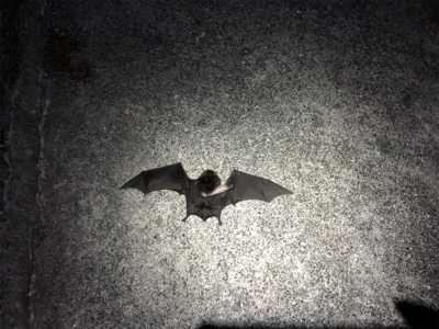 稚美魚はオールラウンダー！？