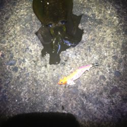 アオリちゃんがさらに賢くなった