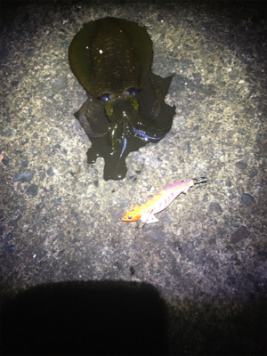 アオリちゃんがさらに賢くなった