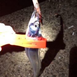 数は釣れたんだけど・・・