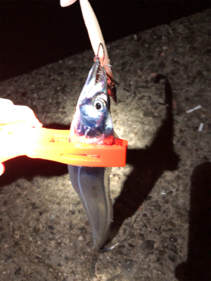 数は釣れたんだけど・・・