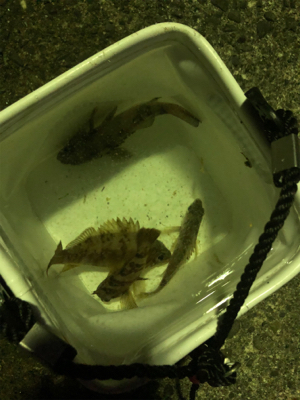 アジを求めて行ったのに、、