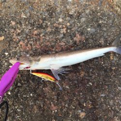 15ツインパワー 鱗付け