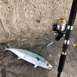 ナブラが広範囲で起き投げれば釣れる状況！