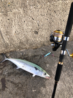 ナブラが広範囲で起き投げれば釣れる状況！