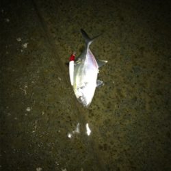 ナイトシーバス