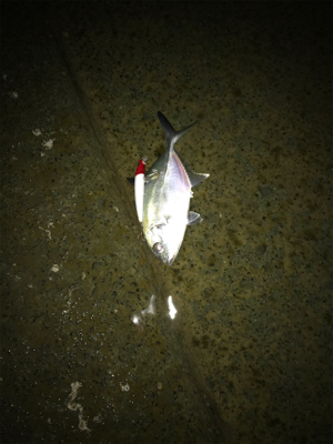 ナイトシーバス