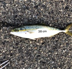 タチウオ、ツバス釣れたが。。。渋い