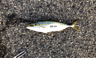 タチウオ、ツバス釣れたが。。。渋い