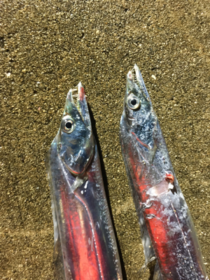 タチウオ少ない