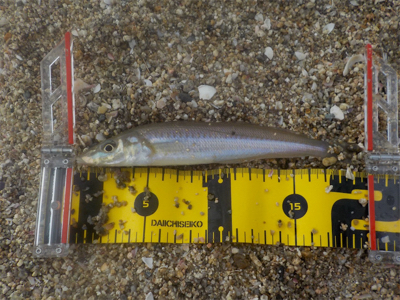 ラストキス&ファーストセイゴ