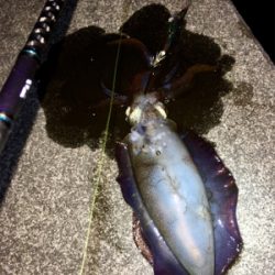 コウイカは何処へ