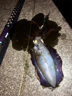 コウイカは何処へ