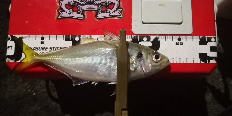 アジング練習 58