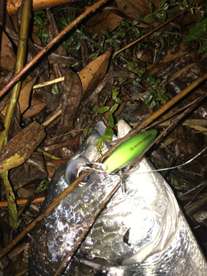 シーバス狙いの外道です