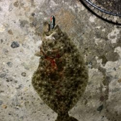 久しぶりにヒラメ!