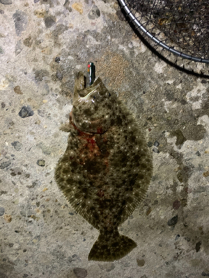 久しぶりにヒラメ!