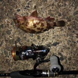 そろそろメバル