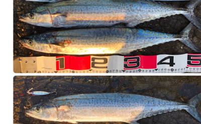 サゴタチESO三目釣り(^.^)