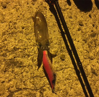 仕事終わりからのヒイカ遊び♪GUNNING-STYLE