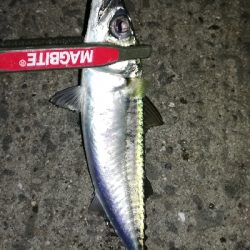 ナイトアジング