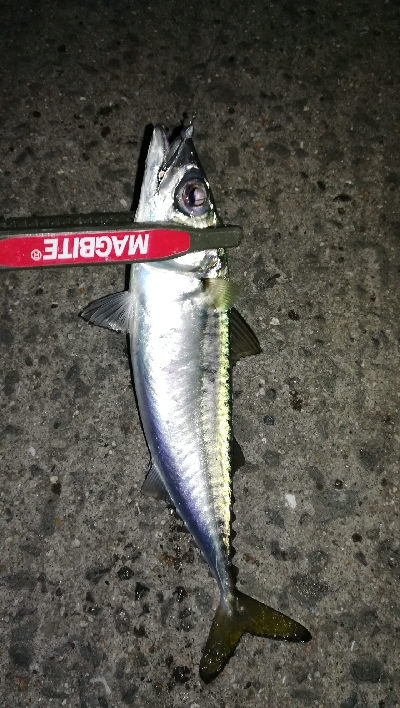 ナイトアジング