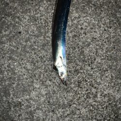 秋深しタチウオ肥える