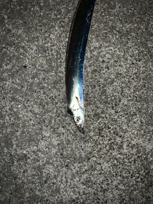 秋深しタチウオ肥える