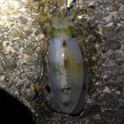 久しぶりにエギング