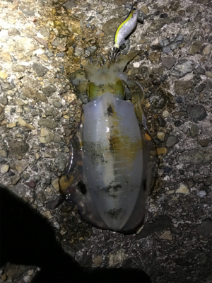 久しぶりにエギング