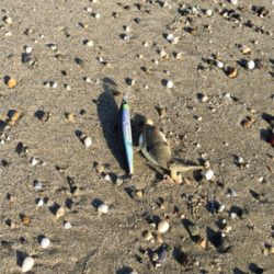 結局ガシラで癒し。。