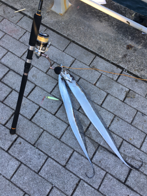 ようやくタチウオシーズンらしく♫