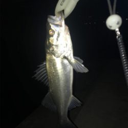 どぶ川シーバス！