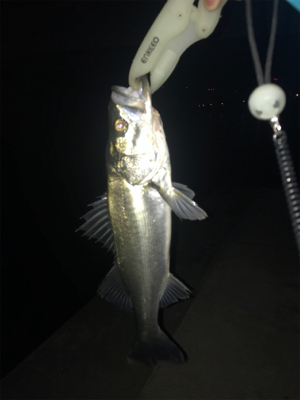 どぶ川シーバス！