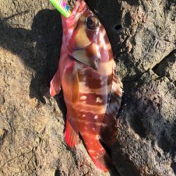 ショアジギング