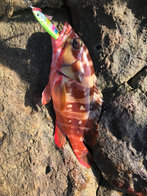 ショアジギング