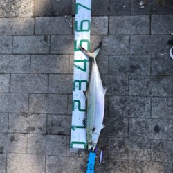 相変わらず渋い