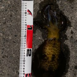 出だしはよかったのに…