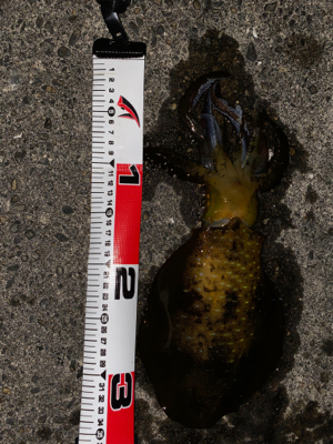 出だしはよかったのに…