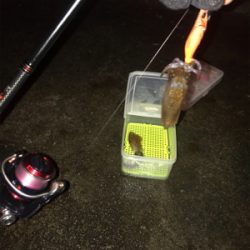 ヒイカ調査、広畑埠頭!