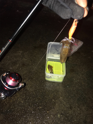 ヒイカ調査、広畑埠頭!