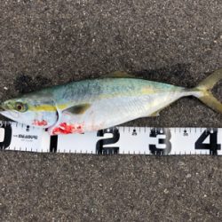 タチウオおまけにハマチ