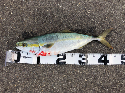 タチウオおまけにハマチ